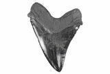 Serrated, Fossil Megalodon Tooth - Dark Black Enamel #250076-2